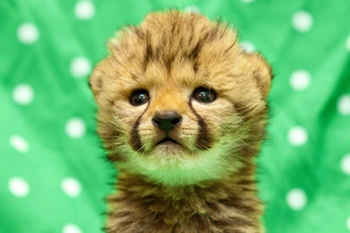 High Quality Baby Cheetah Wallpapers