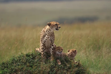 Cheetah Wallpapers HD   Wallpapers Cave