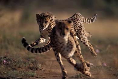 Baby Cheetah Running Wallpapers