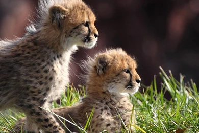 Baby Cheetah Cubs Kittens Wallpapers – Free Full Hd Wallpapers For ...