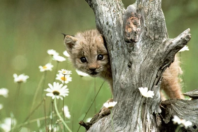 Beautiful Wallpapers: Baby Cheetah Wallpapers