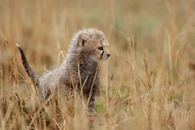 Cheetah Cub Wallpapers Hd Wallpapers Desktop HD Wallpapers Image On ...