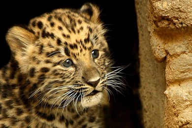 Download Wallpapers 1920x1080 Cheetah, Cub, Baby, Hide Full HD ...