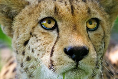 Download Wallpapers 1920x1080 Cheetah, Face, Baby, Nose, Close up ...