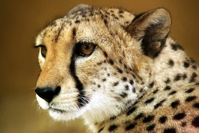 Baby Cheetah Face   Wallpaper.