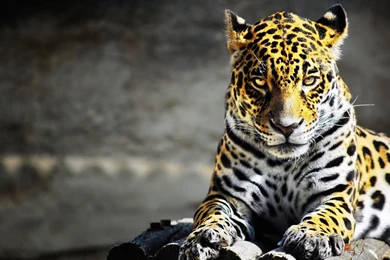 Baby Cheetah Face   Wallpaper.