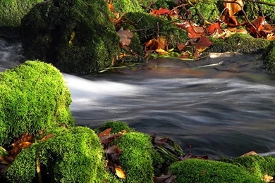 Flowing Water River   Wallpaper.