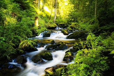 Flowing Forest Grass Green River Rocks Stones Water HD Wallpapers