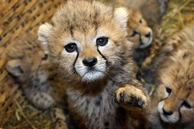 Pictures Of Baby Cheetahs   Widescreen HD Wallpapers