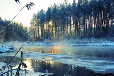 Stunning Winter Forest Wallpapers 8400 1920x1080 Px ...