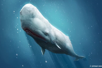 DeviantArt: More Like Moby Dick Wallpapers 002 By TimonTh