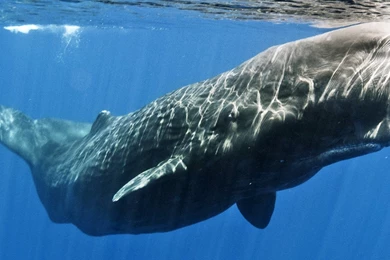 Moby Dick Wallpapers