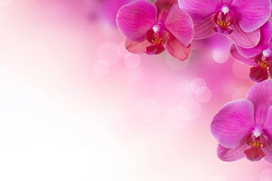 Pink Flower Backgrounds   Wallpapers Cave