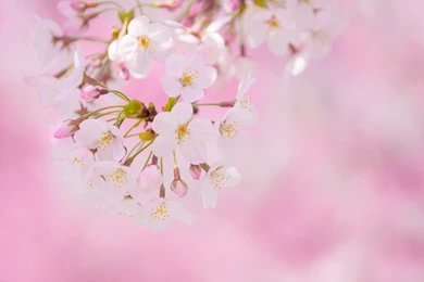 Spring_Pink_Flowers_Background.jpg?m=1456747515