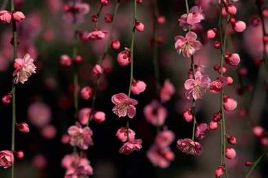 Flower Nature Wallpapers Wide Uncalke.com