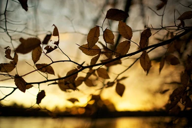 Sunset Autumn Leaves Brown Depth Of Field Blurred Backgrounds ...