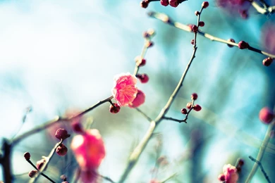 Download Flickr Wallpapers 1920x1125