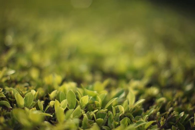 Download Flickr Wallpapers 1920x1125