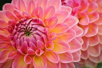 35 WALLPAPER IMAGE DESCRIPTION FOR LOVELY DAHLIAS 1239 :: Dahlia ...
