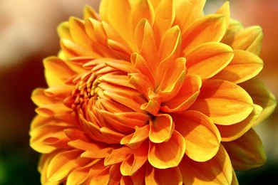 Colorful Dahlia Flowers Dahlia Flower Photos 1280800 Wallpapers 20 ...