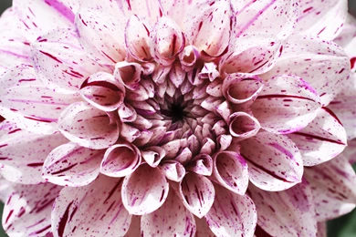 Dahlia Flower Hd Wallpapers