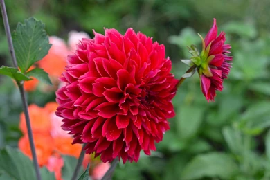 Dahlia Flower HD Wallpapers