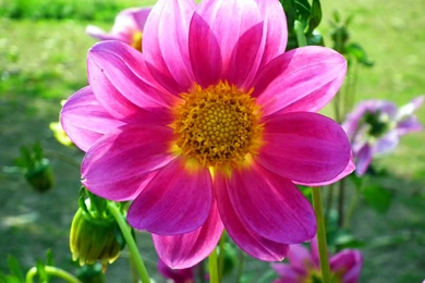 Gallery Of Dahlia Flower In Different Colors