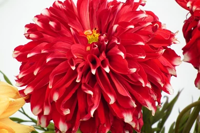 Gallery Of Dahlia Flower In Different Colors
