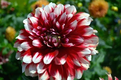 Red White Dahlia Flower Wallpapers