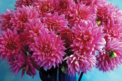 Download Wallpapers 1920x1080 Dahlia, Flower, Pitcher, Backgrounds ...