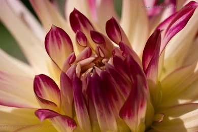 Background, Windows, Dahlia, Pink, Flowers, Wallpapers (