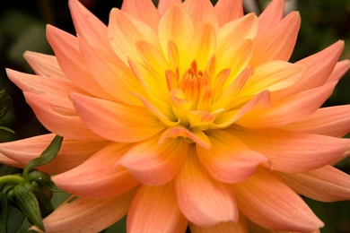 5 Dahlia Flower Wide High Definition Wallpapers Dahlia Flowers Hd ...