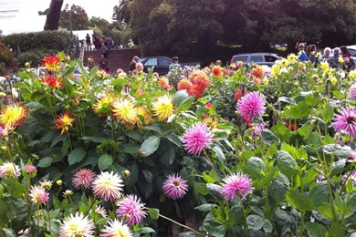 Flower Park Wallpapers   Crazy Frankenstein