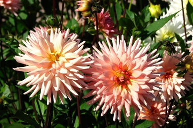 Download Wallpapers Dahlia, Flower, Flowerbed, Garden, Greens HD ...