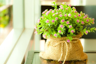 Green Flower Cute Wallpapers