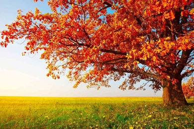 Nature Wallpapers Hd For Desktop Free Download Full Size   Full Hd ...