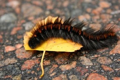 High Quality Wallpapers Pictures Wonderful   Fullwidehd.com