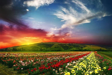 Beautiful Flowers With Amazing Scenery Wallpapers