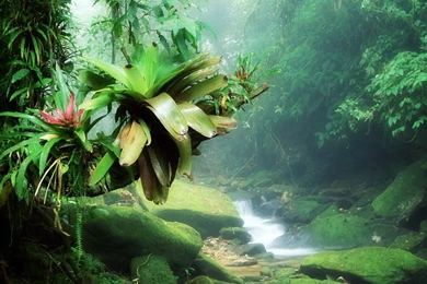 Green Nature In The Jungle – Nature Other HD Desktop Wallpapers