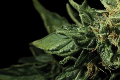 Marijuana Wallpapers