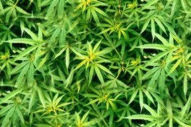 iPhone Weed Wallpapers   Wallpapers Zone