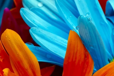 Colorful FlowersSamsung Wallpapers Download