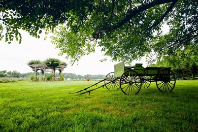 Other: Greenery Dray Green Nature Pavilion Grass Old Carriage Tree ...