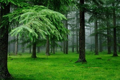 Download Wallpapers Spruce Forest After The Rain (1600 X 900 ...