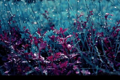 Download 45 HD Windows XP Wallpapers For Free