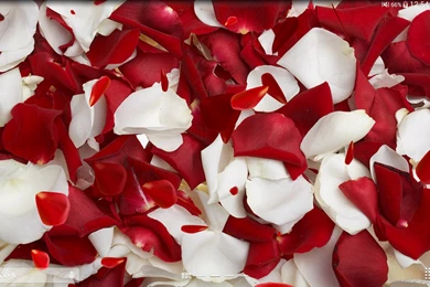 3D Rose Live Wallpapers Free   Android Apps On Google Play