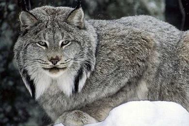 Wildlife Animal Wallpapers 3   Wallcoo.net