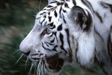 Wildlife Animal Wallpapers 17   Wallcoo.net