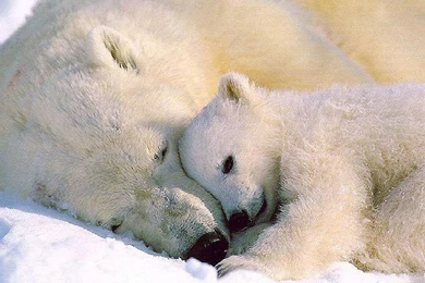 Wildlife Animal Wallpapers 16   Wallcoo.net