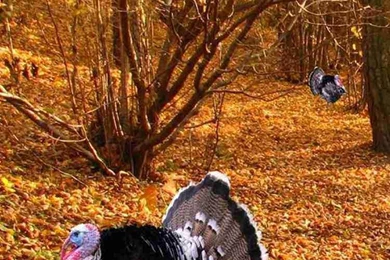 Turkey Animals 2015 Thanksgiving iPhone 6 Wallpapers   Fall Leaf ...